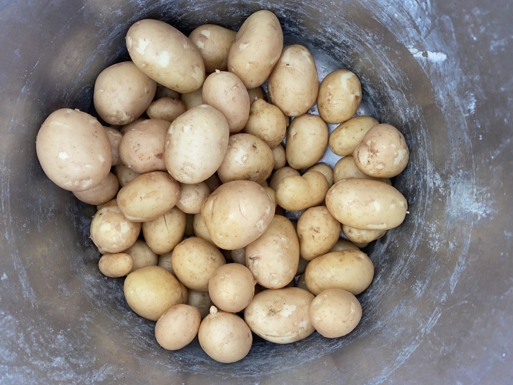 Nyupptagen färskpotatis i en hink