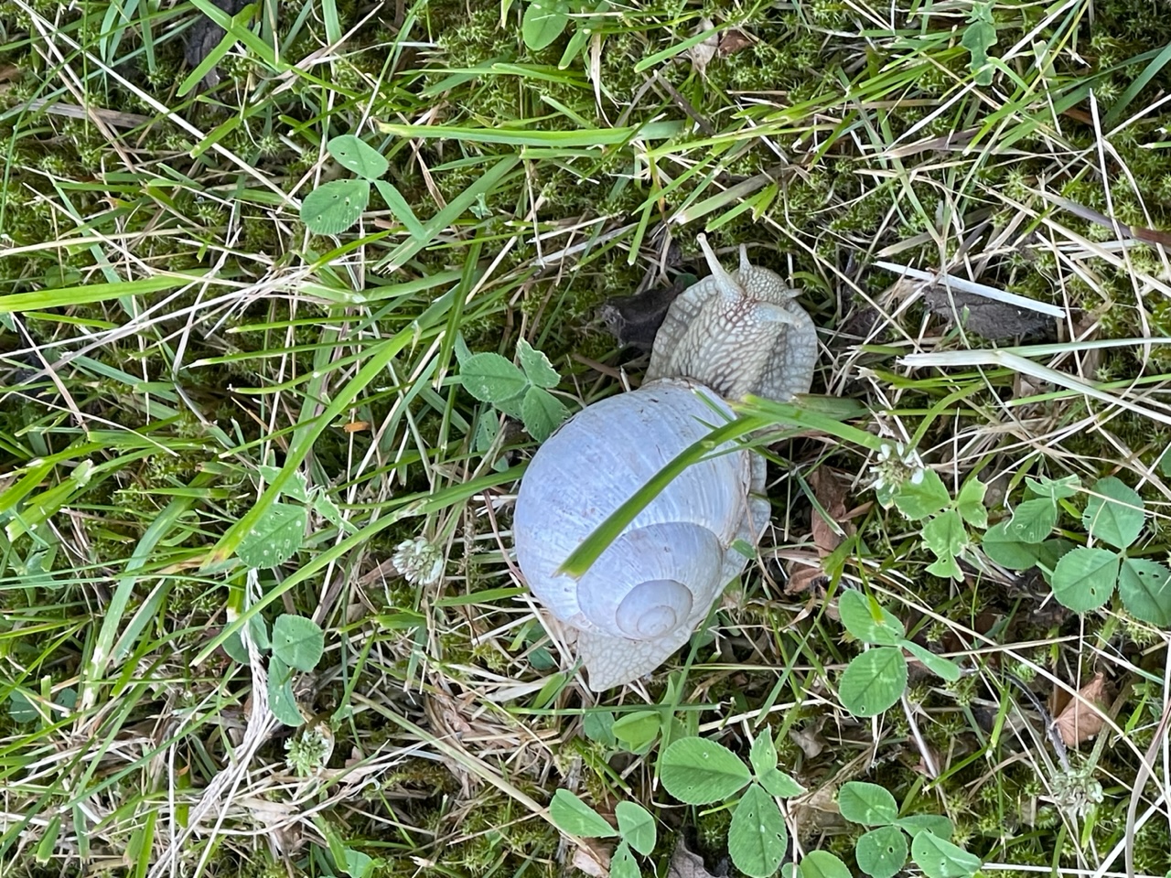 Närbild på en Vinbergssnäcka