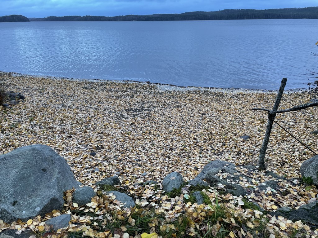 Standen täckt av gula björklöv