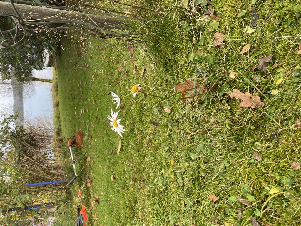 Prästkrage kämpar emot hösten