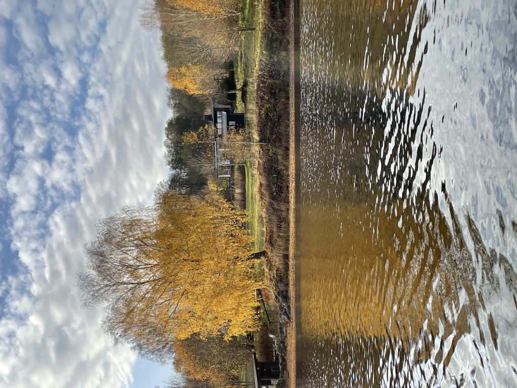 Naturbild med höstfärger