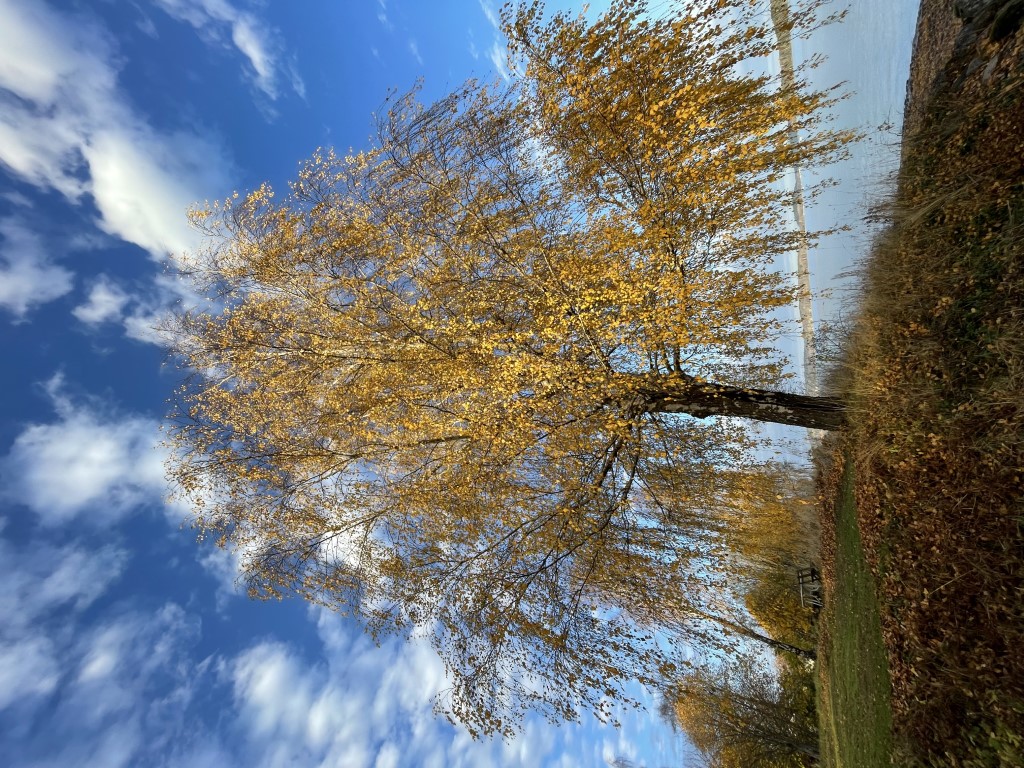 Björk i höstskrud