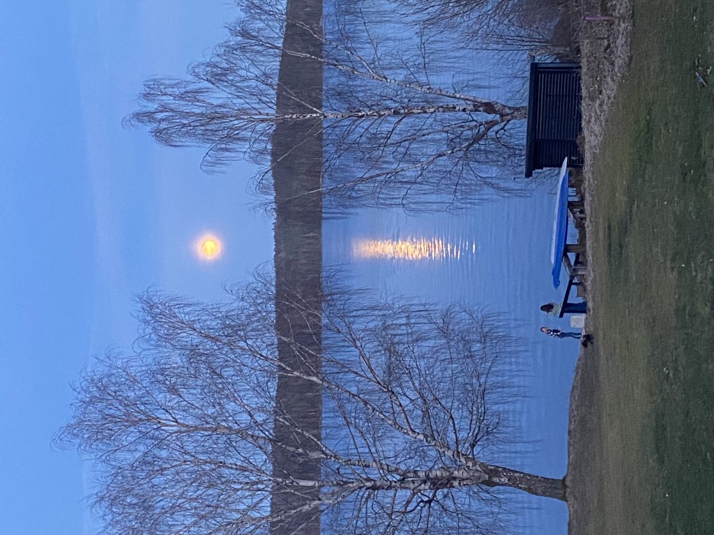 Vår-kala björkar och måne över sjön