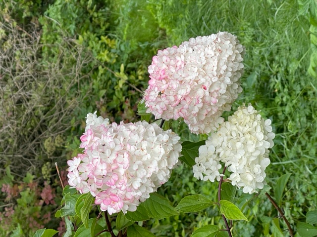Närbild på Hortensia