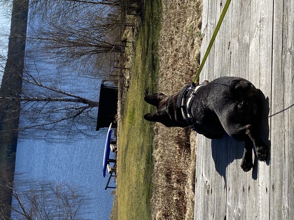 Hund som ligger på vernandan