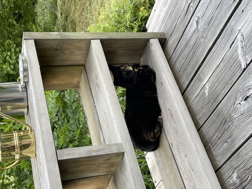 Katt i hyllan på verandan